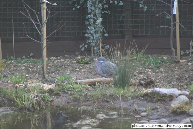 A wood pigeon Columba palumbus visits the pond