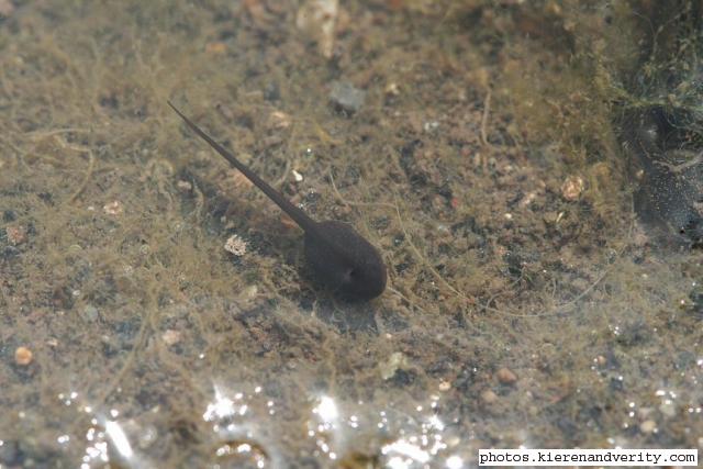 Close-up of a frog tadpole Rana temporaria