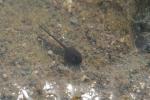 Close-up of a frog tadpole Rana temporaria