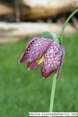 Flower of the Snake's Head Fritillary (Fritillaria meleagris)