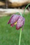 Flower of the Snake's Head Fritillary (Fritillaria meleagris)