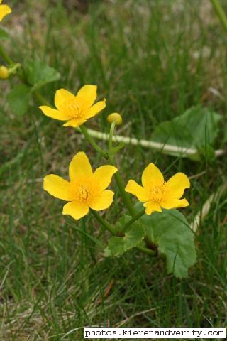 Flowers of the Marsh Marigold