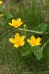 Flowers of the Marsh Marigold