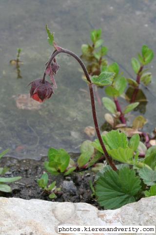 Flowering Water Avens