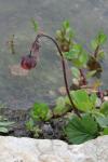 Flowering Water Avens