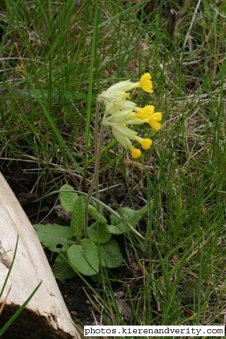 Cowslip in flower