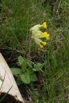 Cowslip in flower