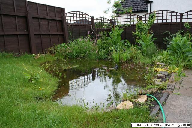 A view of the pond in May