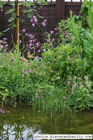 A close-up of the plants at the back of the pond