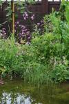 A close-up of the plants at the back of the pond