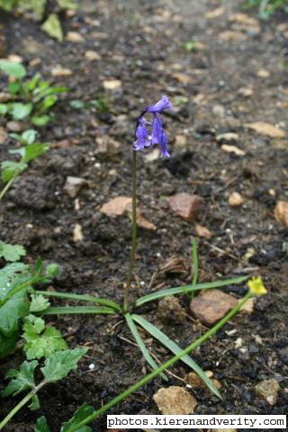 Bluebells in the wild area behind the pond