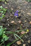 Bluebells in the wild area behind the pond