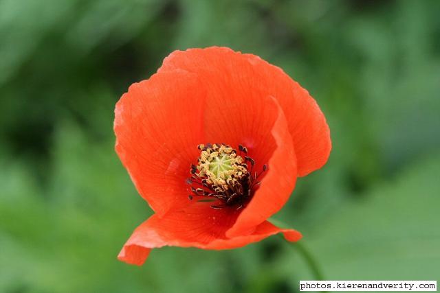 Close-up of a poppy Papaver rhoeas