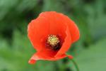 Close-up of a poppy Papaver rhoeas