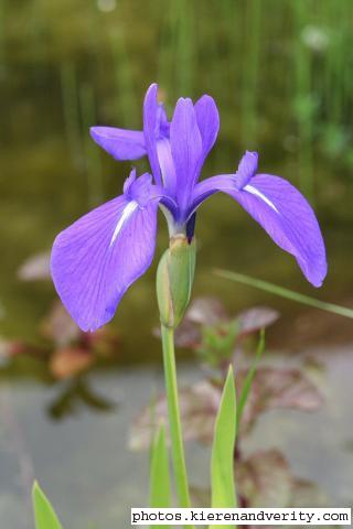 The Iris (Iris laevigata) in full flower