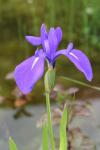 The Iris (Iris laevigata) in full flower