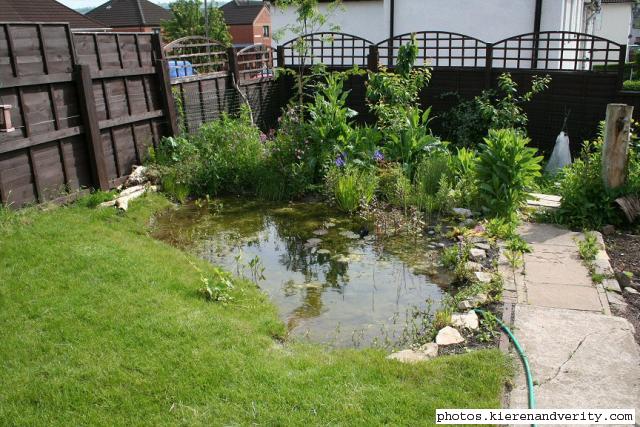 A view of the pond in late May