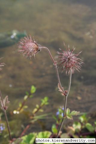 Fruits of the Water Avens (Geum rivale)