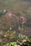 Fruits of the Water Avens (Geum rivale)