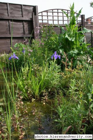 A view of the plants at the back of the pond