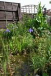 A view of the plants at the back of the pond