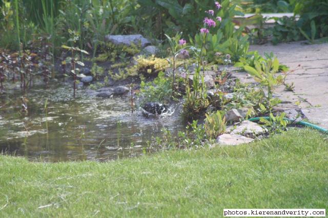 A Starling (Sturnus vulgaris) has a bath in the pond margins