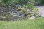 A Starling (Sturnus vulgaris) has a bath in the pond margins