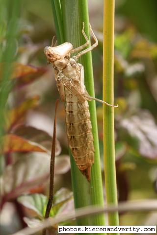 The moulted skin (exuviae) of a large dragonfly