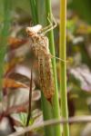 The moulted skin (exuviae) of a large dragonfly