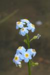 Flowers of the Water Forget-Me-Not (Myosotis scorpioides)