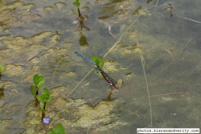 Damselflies (probably Common Blue Damselflies Enallagma cyathigerum) ovipositing in the pond