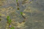 Damselflies (probably Common Blue Damselflies Enallagma cyathigerum) ovipositing in the pond