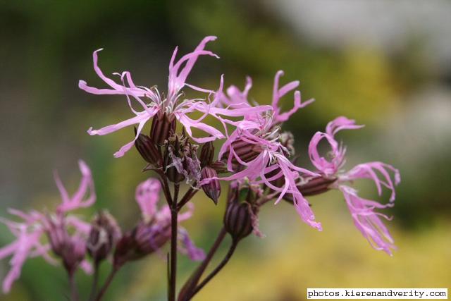 Flowers of the Ragged Robin (Lychnis flos-cuculi)