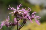 Flowers of the Ragged Robin (Lychnis flos-cuculi)