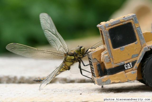 Immature male Black-tailed skimmer (Orthetrum cancellatum)