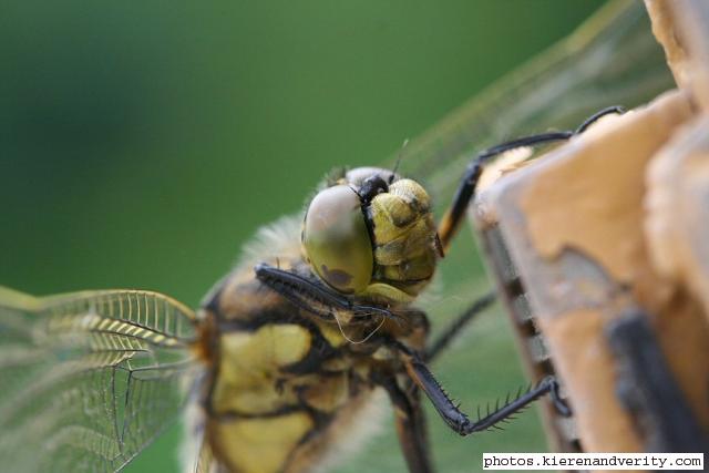 Close-up of the head of an immature male Black-tailed skimmer (Orthetrum cancellatum)