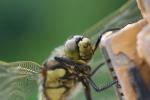 Close-up of the head of an immature male Black-tailed skimmer (Orthetrum cancellatum)