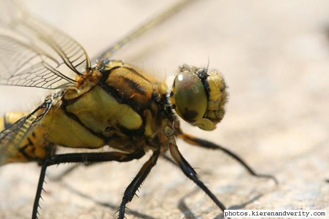 Another close-up of an immature male Black-tailed skimmer (Orthetrum cancellatum)