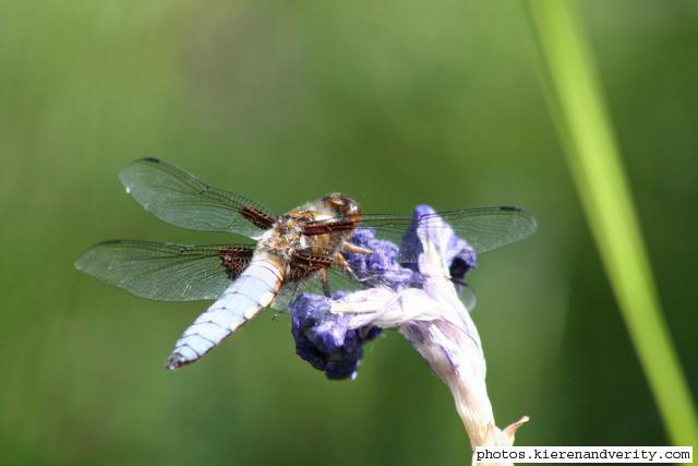 An adult male Broad-bodied chaser resting on the head of the Iris