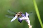 An adult male Broad-bodied chaser resting on the head of the Iris