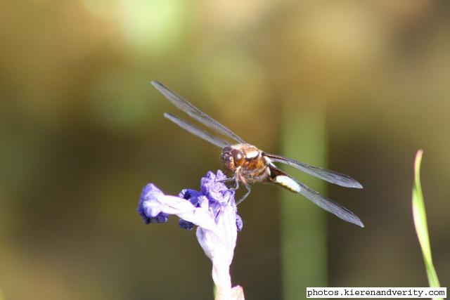 Another view of the adult male Broad-bodied chaser resting on the head of the Iris