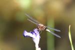 Another view of the adult male Broad-bodied chaser resting on the head of the Iris