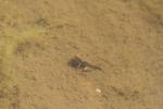 A froglet (Rana temporaria) within the pond