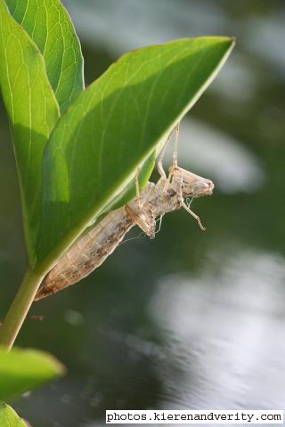 Exuviae of a large dragonfly on the Bog Bean (Menyanthes trifoliata)