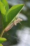 Exuviae of a large dragonfly on the Bog Bean (Menyanthes trifoliata)