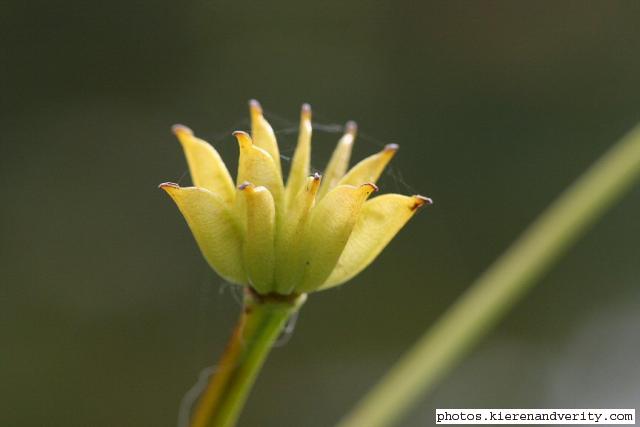 Seed head of the Marsh Marigold (Caltha palustris)