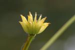 Seed head of the Marsh Marigold (Caltha palustris)