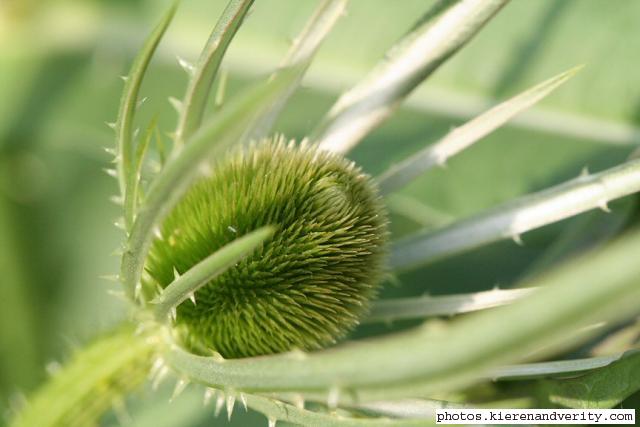 Developing flowerhead of a teasel