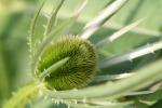 Developing flowerhead of a teasel