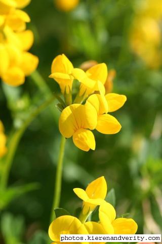 Flowers of the Birdsfoot Trefoil